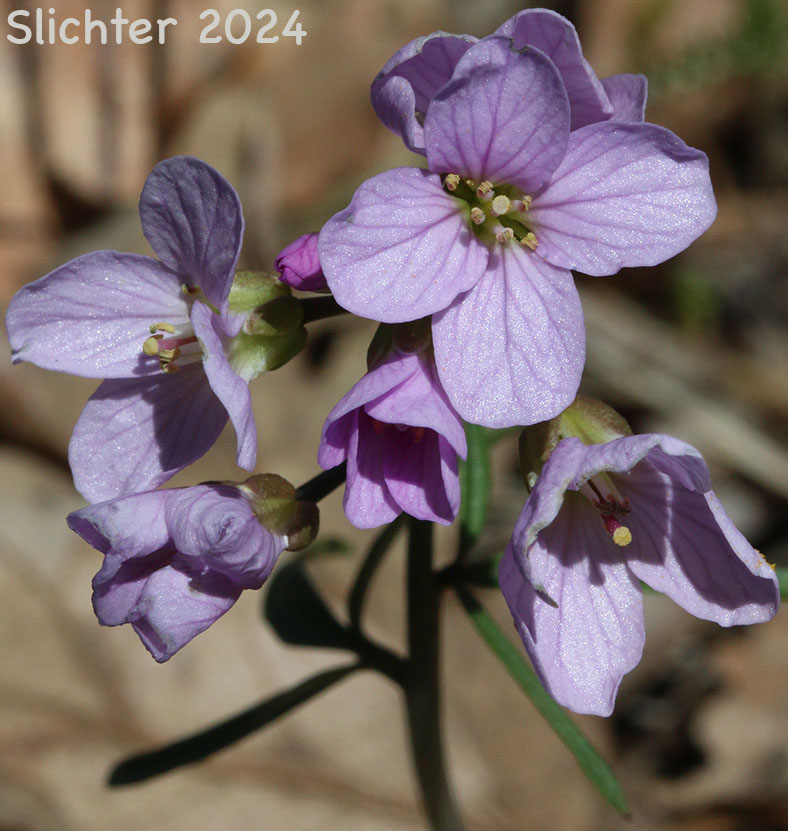 Flowers of Beautiful Toothwort, Nuttall's Toothwort, Oak Toothwort, Slender Toothwort, Spring Beauty: Cardamine nuttallii (Synonyms: Cardamine nuttallii var. covilleana, Cardamine nuttallii var. dissecta, Cardamine nuttallii var. gemmata, Cardamine nuttallii var. nuttallii, Cardamine nuttallii var. pulcherrima, Cardamine pulcherrima, Cardamine pulcherrima var. pulcherrima, Cardamine pulcherrima var. tenella, Cardamine quercetorum, Dentaria tenella, Dentaria tenella var. pulcherrima, Dentaria tenella var. quercetorum, Dentaria tenella var. tenella)