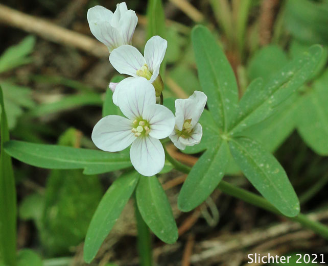 Nuttall's Toothwort, Oak Toothwort, Slender Toothwort, Spring Beauty: Cardamine nuttallii (Synonyms: Cardamine nuttallii var. covilleana, Cardamine nuttallii var. dissecta, Cardamine nuttallii var. gemmata, Cardamine nuttallii var. nuttallii, Cardamine nuttallii var. pulcherrima, Cardamine pulcherrima, Cardamine pulcherrima var. pulcherrima, Cardamine pulcherrima var. tenella, Cardamine quercetorum, Dentaria tenella, Dentaria tenella var. pulcherrima, Dentaria tenella var. quercetorum, Dentaria tenella var. tenella)