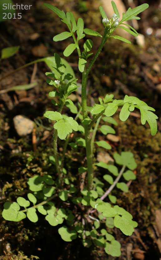 Few-seed Bittercress, Few-seeded Bittercress, Little Western Bittercress, Siberian bittercress, Umbellate Bittercress: Cardamine oligosperma (Synonyms: Cardamine oligosperma var. kamtschatica, Cardamine oligosperma var. lucens, Cardamine oligosperma var. oligosperma, Cardamine umbellata, Cardamine unijuga)