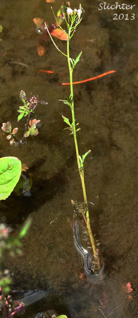 Pennsylvania Bittercress, Quaker Bittercress: Cardamine pensylvanica (Synonyms: Cardamine flexuosa ssp. pensylvanica, Cardamine hirsuta var. pensylvanica, Cardamine pennsylvanica, Cardamine pensylvanica var. brittoniana)