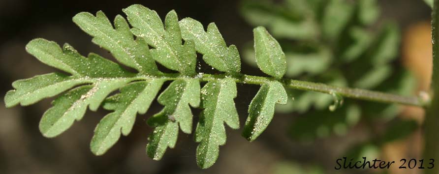 Stem leaf of Cutleaf Tansymustard, Cut-leaved Tansymustard, Mountain Stickymustard, Mountain Tansymustard, Sticky Cutleaf Tansymustard, Sticky Tansymustard: Descurainia incisa ssp. incisa (Synonyms: Descurainia incana ssp. incisa, Descurainia incana ssp. viscosa, Descurainia incisa, Descurainia incisa ssp. viscosa, Descurainia incisa var. incisa, Descurainia richardsonii ssp. incisa, Descurainia richardsonii ssp. incisa, Descurainia richardsonii ssp. viscosa, Descurainia richardsonii var. incisa, Descurainia richardsonii var. sonnei, Descurainia richardsonii var. viscosa)