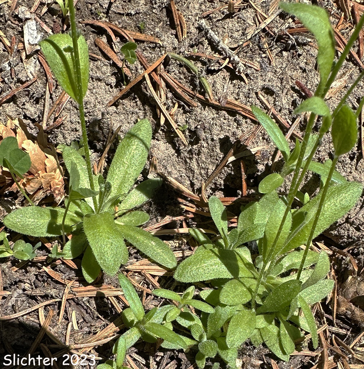 Alaska Whitlow Grass, Slender Draba: Draba albertina (Synonyms: Draba crassifolia var. nevadensis, Draba nitida, Draba stenoloba, Draba stenoloba var. nana)