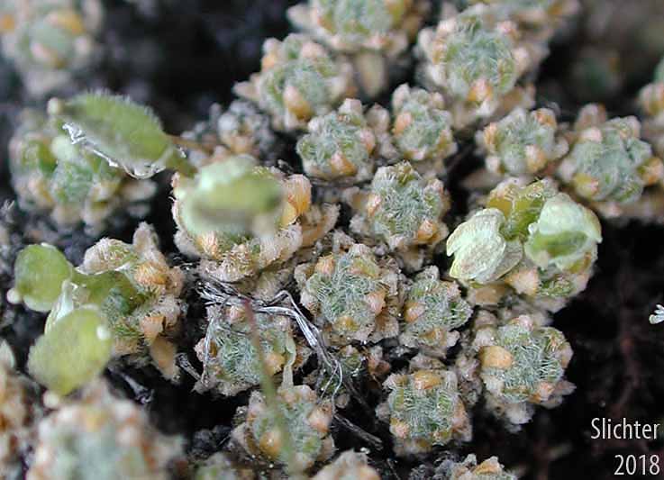 Payson's Draba, Payson's Whitlow-grass: Trelease's Whitlow Grass: Draba novolympica (Synonyms: Draba paysonii, Draba paysonii var. treleasei, Draba paysonii var. treleasii)