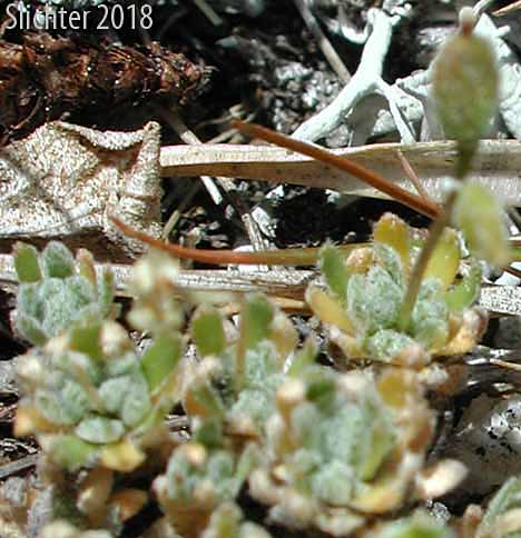 Payson's Draba, Payson's Whitlow-grass: Trelease's Whitlow Grass: Draba novolympica (Synonyms: Draba paysonii, Draba paysonii var. treleasei, Draba paysonii var. treleasii)