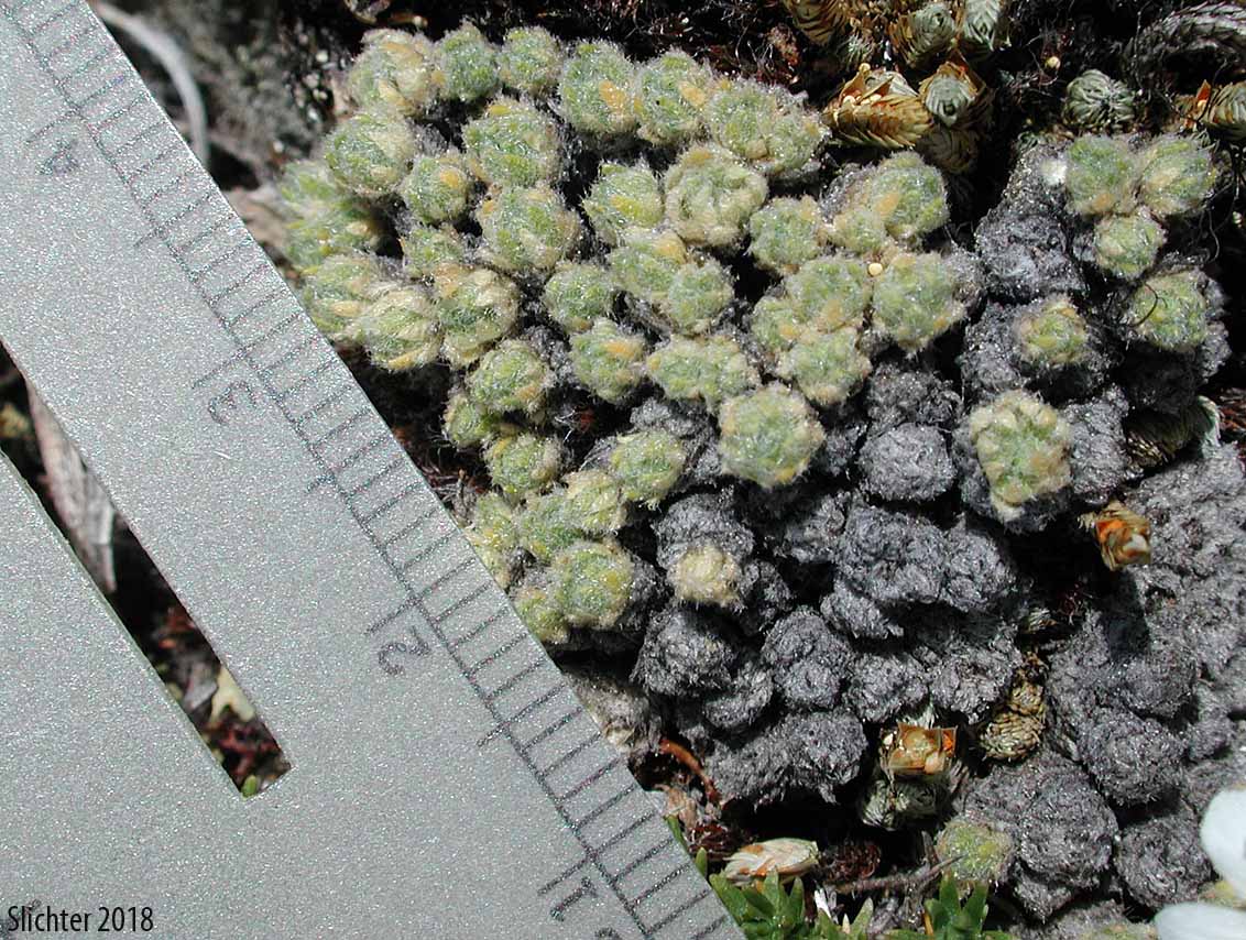 Payson's Draba, Payson's Whitlow-grass: Trelease's Whitlow Grass: Draba novolympica (Synonyms: Draba paysonii, Draba paysonii var. treleasei, Draba paysonii var. treleasii)