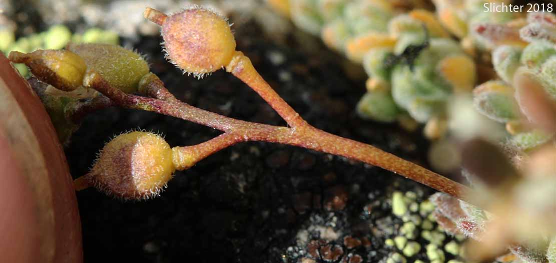 Fruits and stem of Taylor's Draba, Taylor's Whitlow-grass: Draba taylori