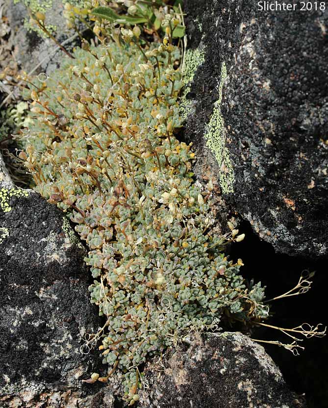Taylor's Draba, Taylor's Whitlow-grass: Draba taylori