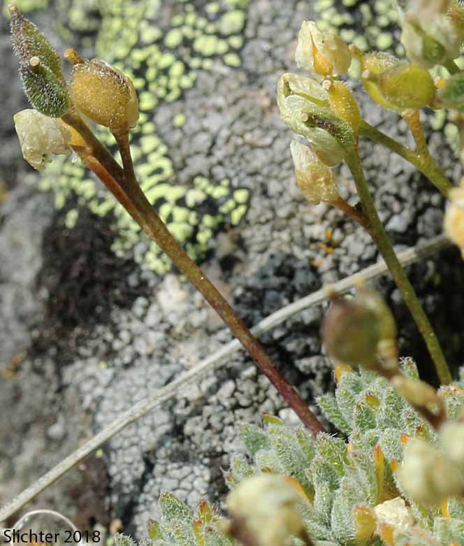 Taylor's Draba, Taylor's Whitlow-grass: Draba taylori