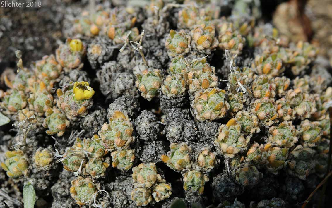 Taylor's Draba, Taylor's Whitlow-grass: Draba taylori