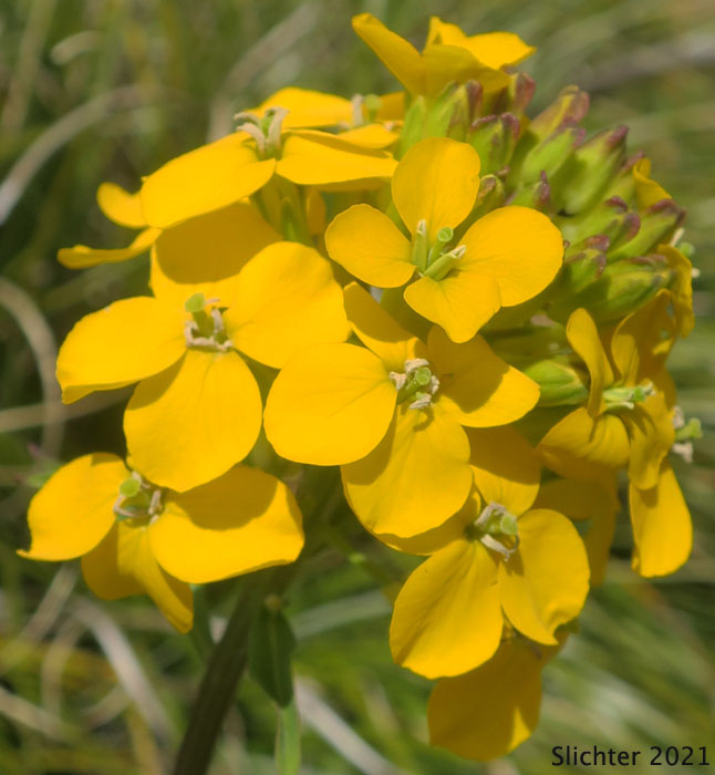Inflorescence of Prairie Rocket, Rough Wallflower, Douglas' Wallflower, Western Wallflower, Sanddune Wallflower: Erysimum capitatum var. capitatum (Synonyms: Erysimum arkansanum, Erysimum asperum, Erysimum asperum ssp. capitatum, Erysimum asperum var. arkansanum, Erysimum asperum var. capitatum , Erysimum capitaum var. stellatum, Erysimum capitatum var. washoense, Erysimum elatum, Erysimum moniliforme, Erysimum wheeleri)