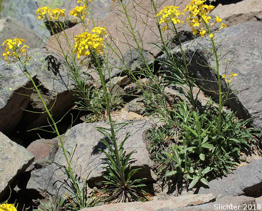 Prairie Rocket, Rough Wallflower, Douglas' Wallflower, Western Wallflower, Sanddune Wallflower: Erysimum capitatum var. capitatum (Synonyms: Erysimum arkansanum, Erysimum asperum, Erysimum asperum ssp. capitatum, Erysimum asperum var. arkansanum, Erysimum asperum var. capitatum , Erysimum capitaum var. stellatum, Erysimum capitatum var. washoense, Erysimum elatum, Erysimum moniliforme, Erysimum wheeleri)
