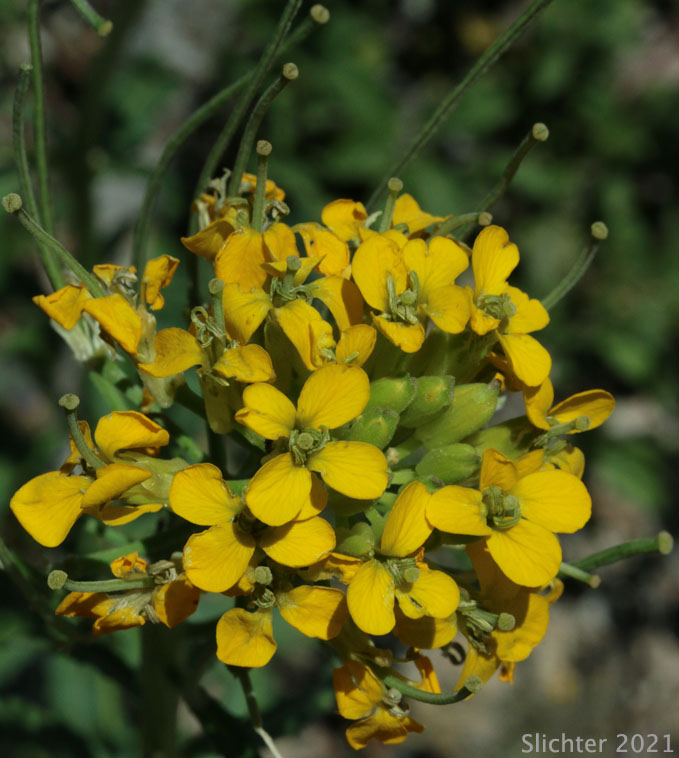 Prairie Rocket, Rough Wallflower, Douglas' Wallflower, Western Wallflower, Sanddune Wallflower: Erysimum capitatum var. capitatum (Synonyms: Erysimum arkansanum, Erysimum asperum, Erysimum asperum ssp. capitatum, Erysimum asperum var. arkansanum, Erysimum asperum var. capitatum , Erysimum capitaum var. stellatum, Erysimum capitatum var. washoense, Erysimum elatum, Erysimum moniliforme, Erysimum wheeleri)