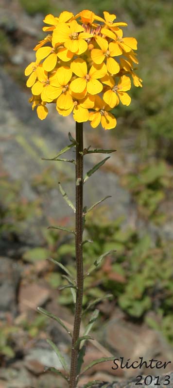 Prairie Rocket, Rough Wallflower, Douglas' Wallflower, Western Wallflower, Sanddune Wallflower: Erysimum capitatum var. capitatum (Synonyms: Erysimum arkansanum, Erysimum asperum, Erysimum asperum ssp. capitatum, Erysimum asperum var. arkansanum, Erysimum asperum var. capitatum , Erysimum capitaum var. stellatum, Erysimum capitatum var. washoense, Erysimum elatum, Erysimum moniliforme, Erysimum wheeleri)