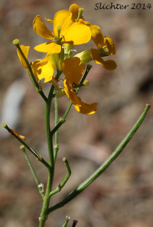 Prairie Rocket, Rough Wallflower, Douglas' Wallflower, Western Wallflower, Sanddune Wallflower: Erysimum capitatum var. capitatum (Synonyms: Erysimum arkansanum, Erysimum asperum, Erysimum asperum ssp. capitatum, Erysimum asperum var. arkansanum, Erysimum asperum var. capitatum , Erysimum capitaum var. stellatum, Erysimum capitatum var. washoense, Erysimum elatum, Erysimum moniliforme, Erysimum wheeleri)