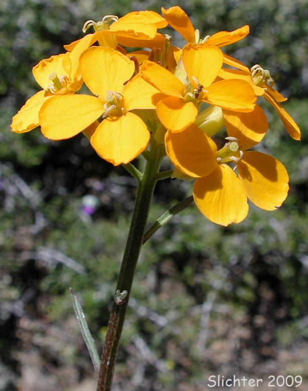 Prairie Rocket, Rough Wallflower, Douglas' Wallflower, Western Wallflower, Sanddune Wallflower:: Erysimum capitatum var. capitatum