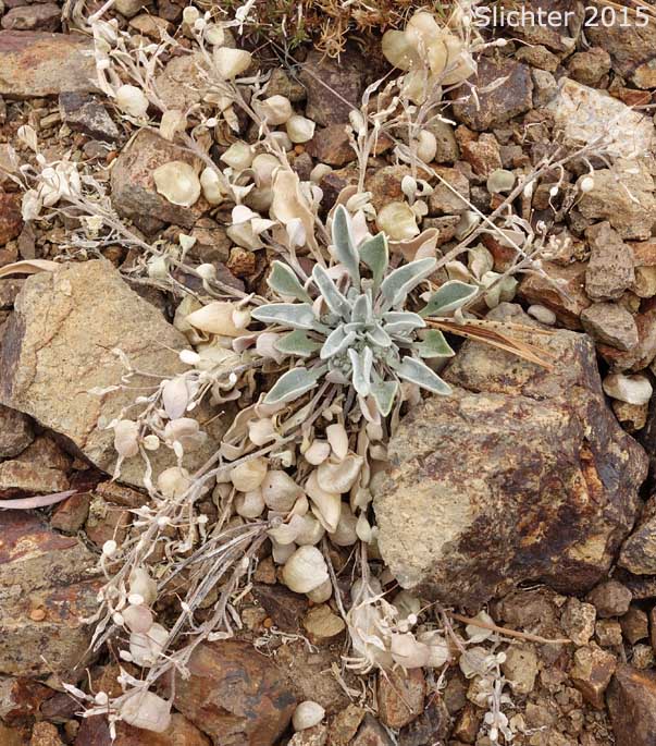 Alpine Twinpod, Washington Twinpod: Physaria alpestris