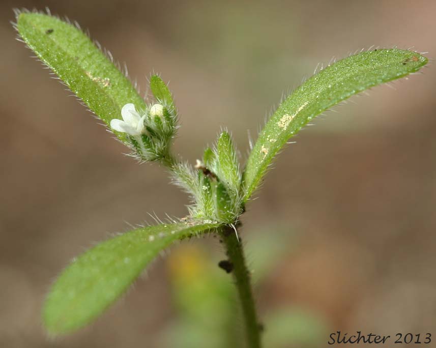 Common Cryptantha, Quill Cat's-eye, Quilll Cryptantha, Slender Cryptantha: Cryptantha affinis (Synonym: Krynitzkia affinis)