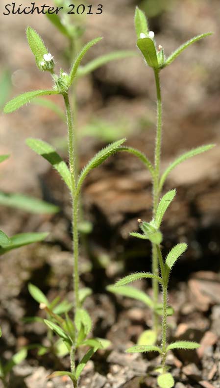 Common Cryptantha, Quill Cat's-eye, Quilll Cryptantha, Slender Cryptantha: Cryptantha affinis (Synonym: Krynitzkia affinis)