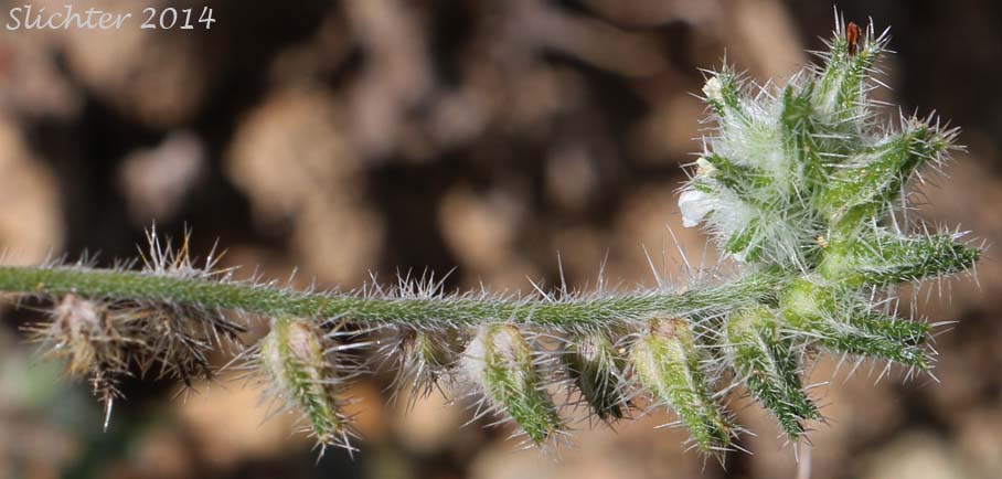 Inflorescence of Torrey's Cat's Eye, Torrey's Cryptantha: Cryptantha torreyana var. torreyana (Synonyms: Cryptantha torreyana, Cryptantha torreyana var. pumila)