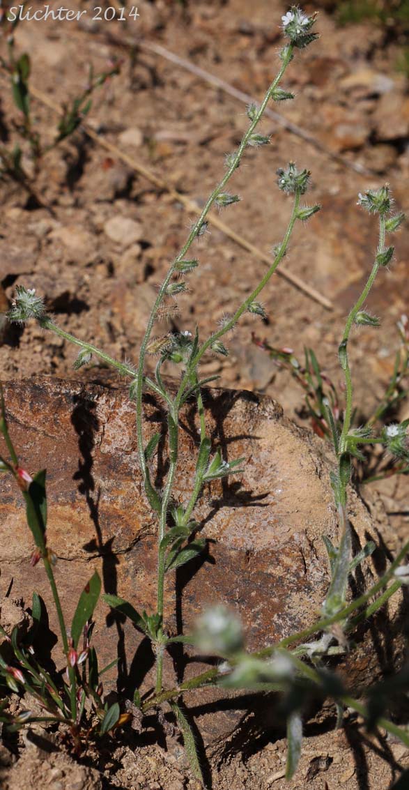 Torrey's Cat's Eye, Torrey's Cryptantha: Cryptantha torreyana var. torreyana (Synonyms: Cryptantha torreyana, Cryptantha torreyana var. pumila)