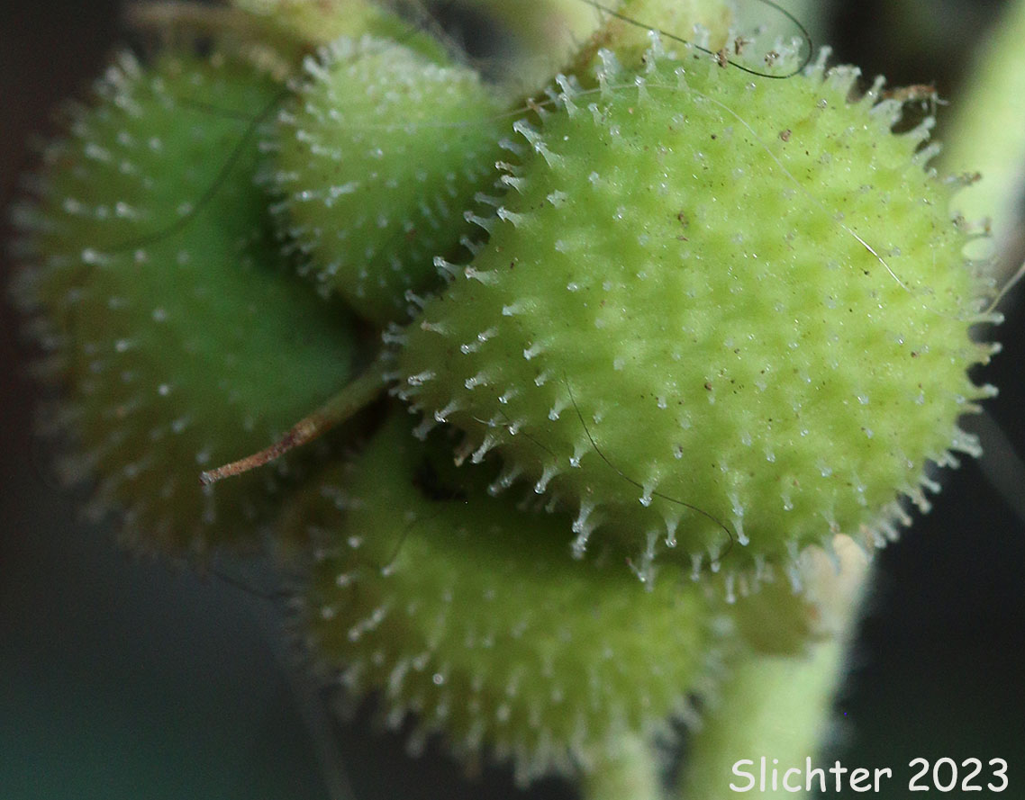 Fruit of Western Hound's Tongue: Andersonglossum occidentale (Synonym: Cynoglossum occidentale)