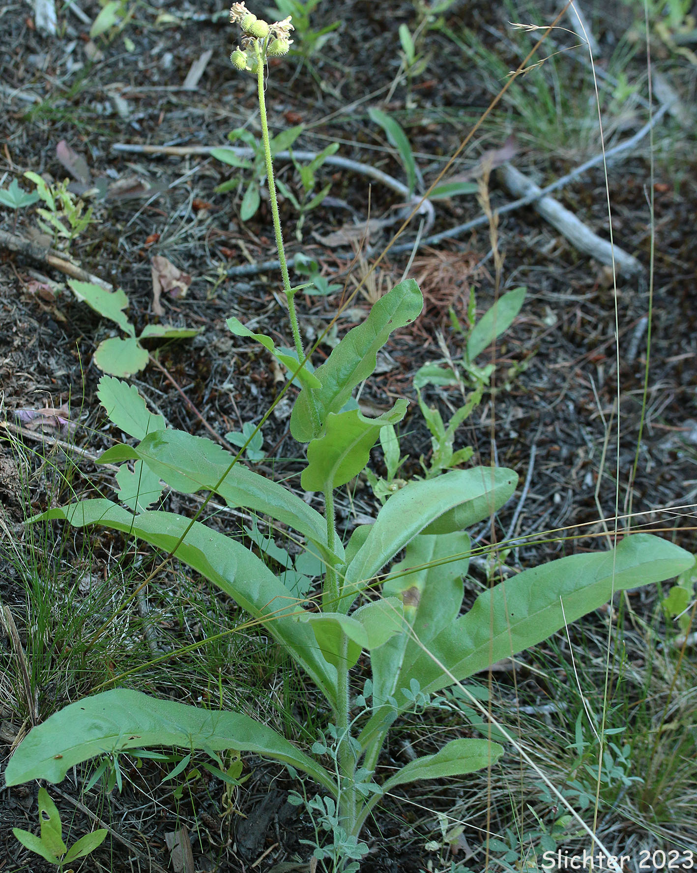 Western Hound's Tongue: Andersonglossum occidentale (Synonym: Cynoglossum occidentale)
