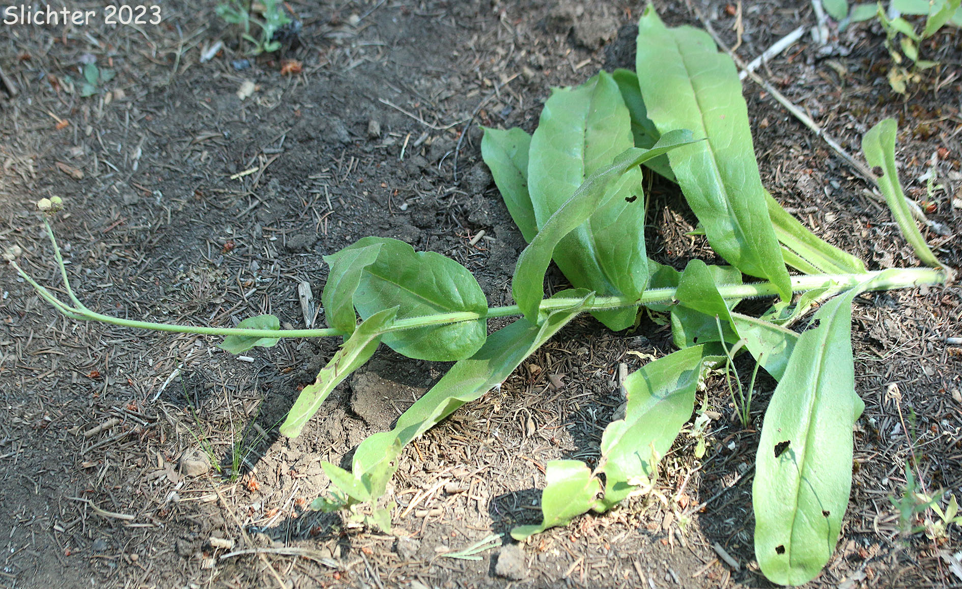 Western Hound's Tongue: Andersonglossum occidentale (Synonym: Cynoglossum occidentale)