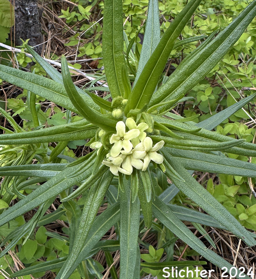 Columbia Puccoon, Columbian Puccoon, Puccoon, Western Gromwell, Western Stoneseed: Lithospermum ruderale (Synonyms: Lithospermum lanceolatum, Lithospermum pilosum, Lithospermum ruderale var. lanceolatum)
