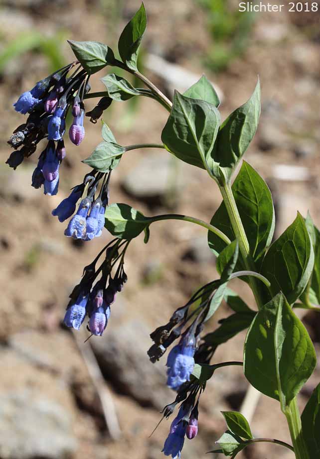 Broad-leaved Bluebells, Streamside Bluebells: Mertensia ciliata (Synonyms: Mertensia ciliata var. ciliata, Mertensia ciliata var. stomatechoides)