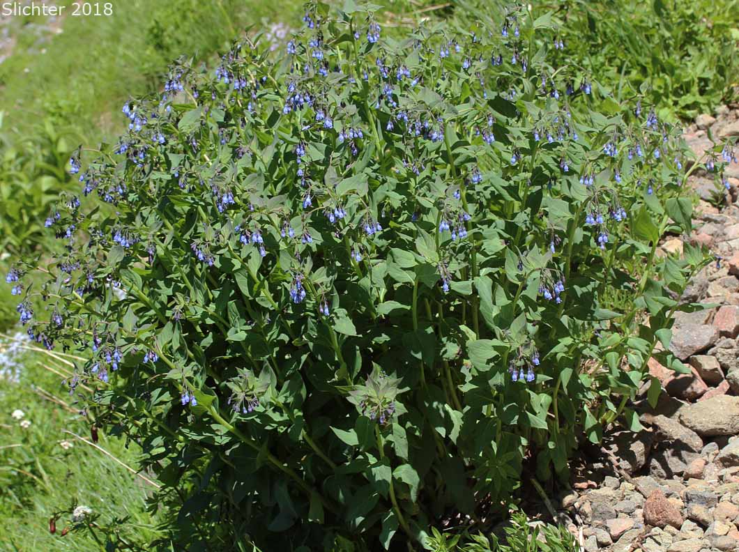 Broad-leaved Bluebells, Streamside Bluebells: Mertensia ciliata (Synonyms: Mertensia ciliata var. ciliata, Mertensia ciliata var. stomatechoides)