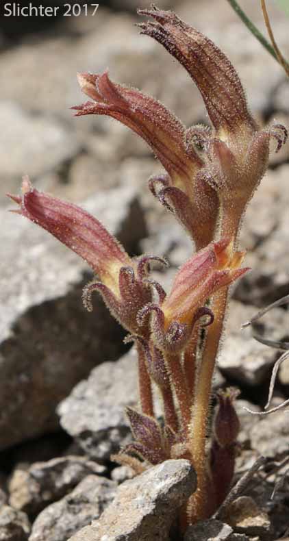 Clustered Broomrape: Aphyllon franciscanum (Synonym: Orobanche fasciculata var. franciscana)