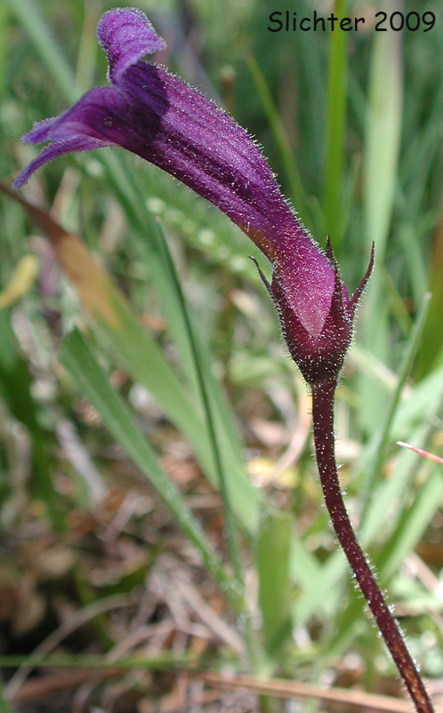 Naked Broomrape: Orobanche uniflora var. purpurea