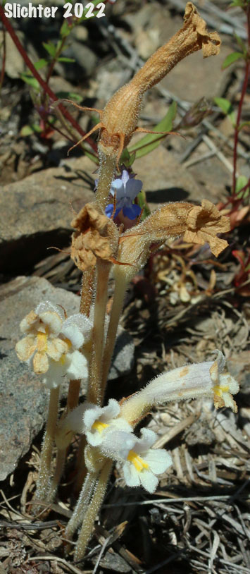 Oneflowered Broomrape, Naked Broomrape, Purple Broomrape: Aphyllon purpureum (Synonyms: Aphyllon uniflorum, Orobanche porpyrantha, Orobanche purpurea, Orobanche sedii, Orobanche terrae-novae, Orobanche uniflora, Orobanche uniflora ssp. occidentalis, Orobanche uniflora var. minuta, Orobanche uniflora var. occidentalis, Orobanche uniflora var. purpurea, Orobanche uniflora var. sedi, Orobanche uniflora var. sedii, Orobanche uniflora var. terrae-novae, Orobanche uniflora var. typica, Thalesia uniflora)
