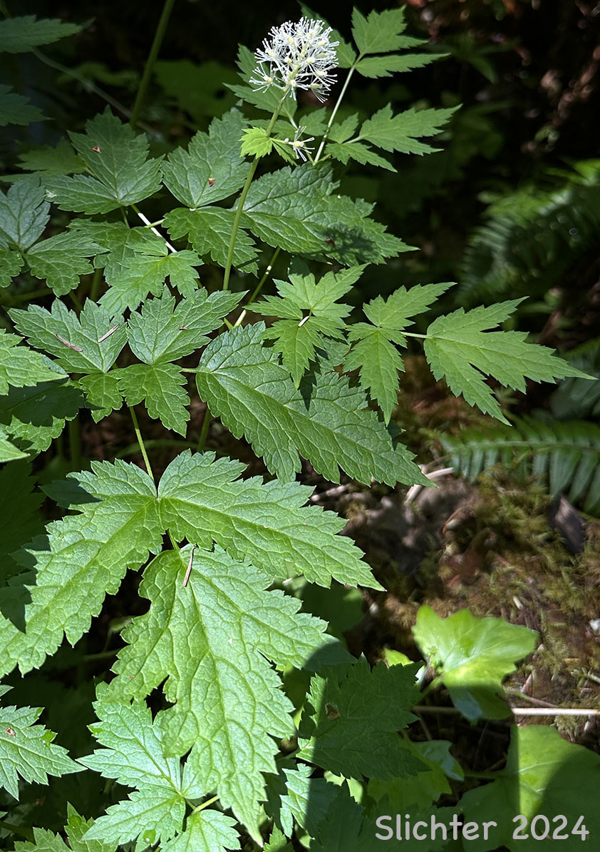 Baneberry, Red Baneberry, Western Red Baneberry: Actaea rubra (Synonyms: Actaea arguta, Actaea eburnea, Actaea neglecta, Actaea rubra ssp. arguta, Actaea rubra var. arguta, Actaea rubra var. dissecta, Actaea spicata, Actaea spicata var. rubra, Actaea viridiflora)