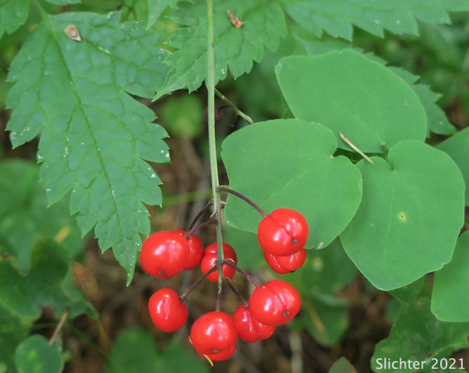 Ripe fruits of Baneberry, Red Baneberry, Western Red Baneberry: Actaea rubra (Synonyms: Actaea arguta, Actaea eburnea, Actaea neglecta, Actaea rubra ssp. arguta, Actaea rubra var. arguta, Actaea rubra var. dissecta, Actaea spicata, Actaea spicata var. rubra, Actaea viridiflora)