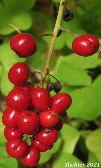 Bright red fruits of Baneberry, Red Baneberry, Western Red Baneberry: Actaea rubra (Synonyms: Actaea arguta, Actaea eburnea, Actaea neglecta, Actaea rubra ssp. arguta, Actaea rubra var. arguta, Actaea rubra var. dissecta, Actaea spicata, Actaea spicata var. rubra, Actaea viridiflora)