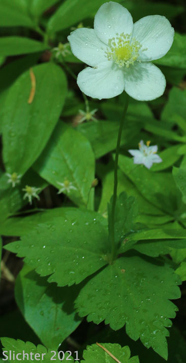 Columbia Windflower, Columbian Windflower, Threeleaf Anemone, Three-leaf Anemone, Three-leaved Anemone, Western White Anemone: Anemone deltoidea