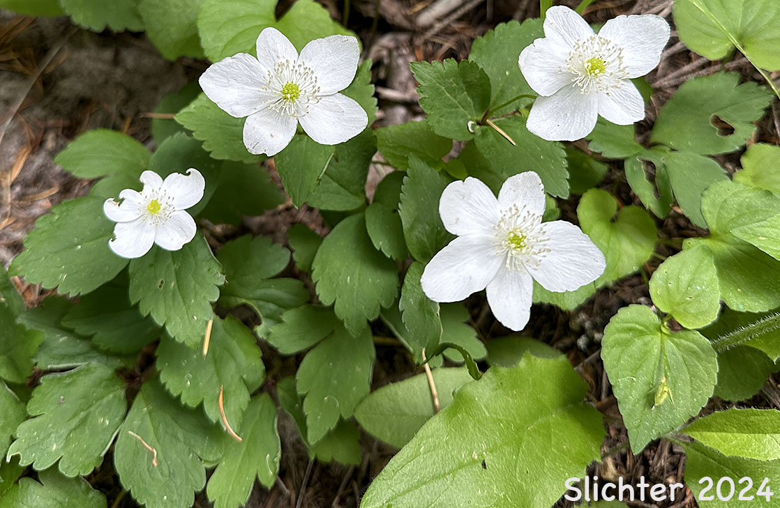 Columbia Windflower, Columbian Windflower, Threeleaf Anemone, Three-leaf Anemone, Three-leaved Anemone, Western White Anemone: Anemone deltoidea