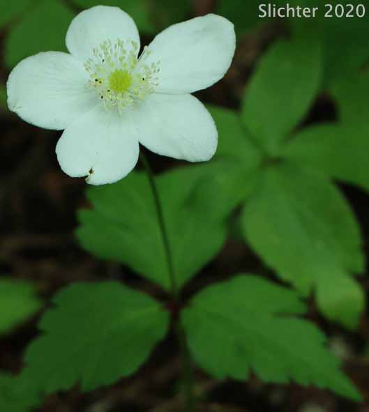 Columbia Windflower, Columbian Windflower, Threeleaf Anemone, Three-leaf Anemone, Three-leaved Anemone, Western White Anemone: Anemone deltoidea