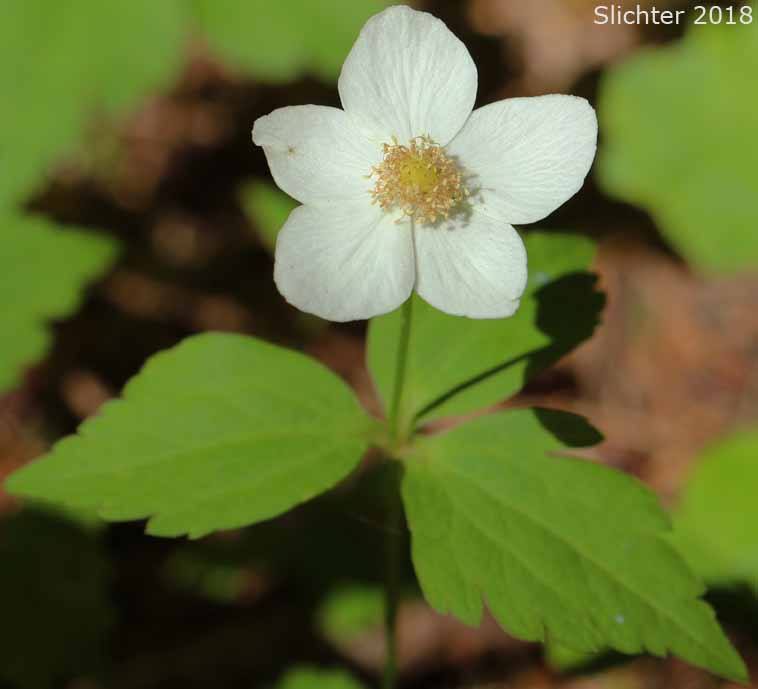 Columbia Windflower, Columbian Windflower, Threeleaf Anemone, Three-leaf Anemone, Three-leaved Anemone, Western White Anemone: Anemone deltoidea