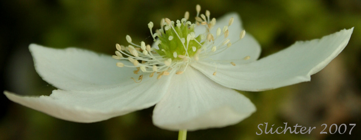 Columbia Windflower, Columbian Windflower, Threeleaf Anemone, Three-leaf Anemone, Three-leaved Anemone, Western White Anemone: Anemone deltoidea