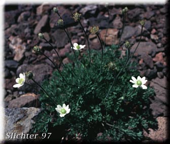 Drummond's Anemone, Drummond's Windflower: Anemone drummondii