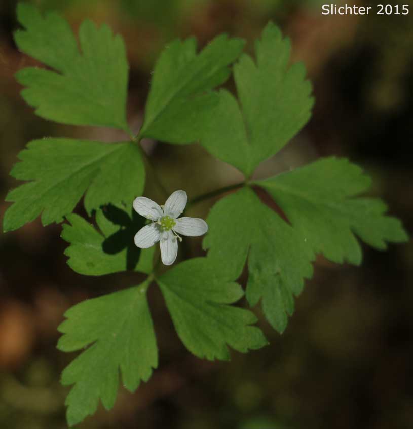 Little Mountain Anemone, Little Mountain Thimbleweed, Lyall's Anemone, Lyall's Windflower, Thimbleweed: Anemone lyallii (Synonyms: Anemone nemorosa var. lyallii, Anemone oligantha, Anemone quinquefolia, Anemone quinquefolia var. lyallii)