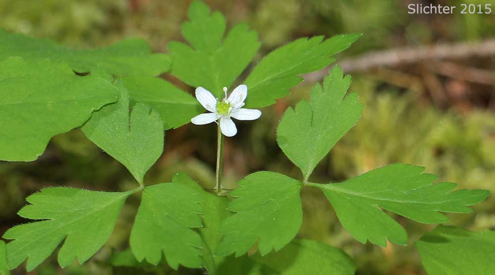 Little Mountain Anemone, Little Mountain Thimbleweed, Lyall's Anemone, Lyall's Windflower, Thimbleweed: Anemone lyallii (Synonyms: Anemone nemorosa var. lyallii, Anemone oligantha, Anemone quinquefolia, Anemone quinquefolia var. lyallii)
