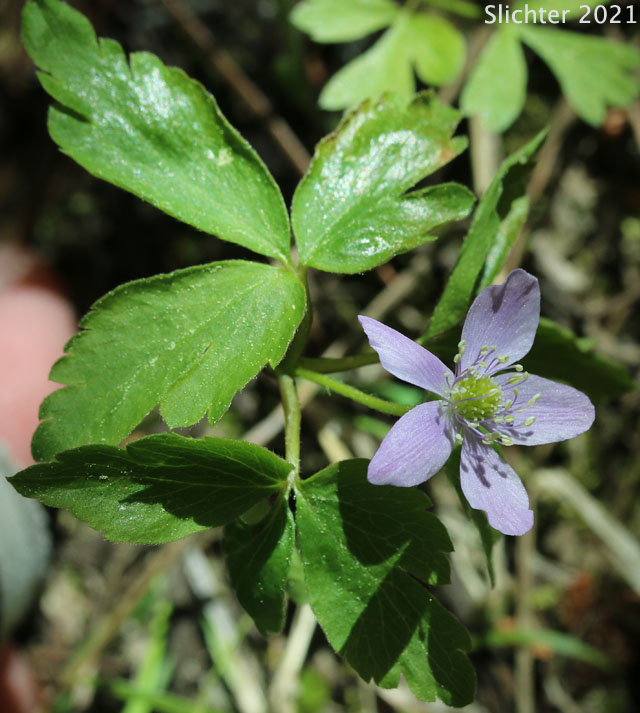 Little Mountain Anemone, Little Mountain Thimbleweed, Lyall's Anemone, Lyall's Windflower, Thimbleweed: Anemone lyallii (Synonyms: Anemone nemorosa var. lyallii, Anemone oligantha, Anemone quinquefolia, Anemone quinquefolia var. lyallii)