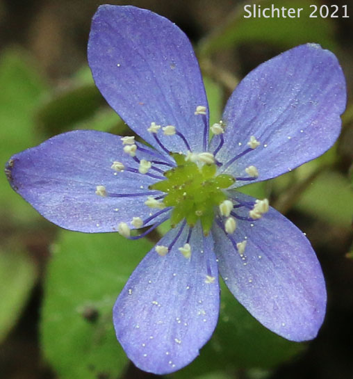 Little Mountain Anemone, Little Mountain Thimbleweed, Lyall's Anemone, Lyall's Windflower, Thimbleweed: Anemone lyallii (Synonyms: Anemone nemorosa var. lyallii, Anemone oligantha, Anemone quinquefolia, Anemone quinquefolia var. lyallii)