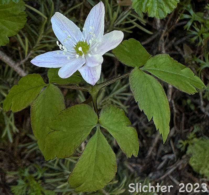 Little Mountain Anemone, Little Mountain Thimbleweed, Lyall's Anemone, Lyall's Windflower, Thimbleweed: Anemone lyallii (Synonyms: Anemone nemorosa var. lyallii, Anemone oligantha, Anemone quinquefolia, Anemone quinquefolia var. lyallii)