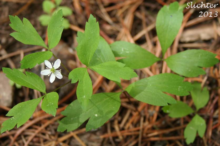 Little Mountain Anemone, Little Mountain Thimbleweed, Lyall's Anemone, Lyall's Windflower, Thimbleweed: Anemone lyallii (Synonyms: Anemone nemorosa var. lyallii, Anemone oligantha, Anemone quinquefolia, Anemone quinquefolia var. lyallii)