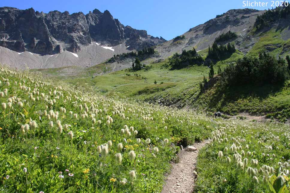 Mountain Pasqueflower, Western Anemone, Western Pasqueflower, White Pasqueflower: Anemone occidentalis (Synonyms: Anemone occidentalis var. subpilosa, Pulsatilla occidentalis)