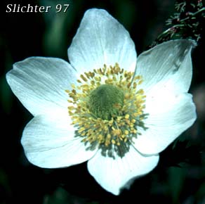 Flower of Mountain Pasqueflower, Western Anemone, Western Pasqueflower, White Pasqueflower: Anemone occidentalis (Synonyms: Anemone occidentalis var. subpilosa, Pulsatilla occidentalis)
